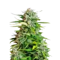 thumb of Critical plant