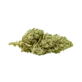 thumb of Critical Purple Auto Bud