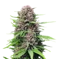 thumb of Critical Purple plant