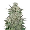 thumb of Critical White plant