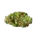 thumb of Crunch Berries Bud