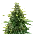 thumb of Diesel plant