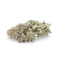 thumb of Do-si-Dos bud