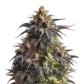 thumb of Do-si-Dos plant
