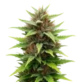 thumb of Durban Poison Auto Plant