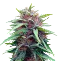 thumb of Durban Poison plant