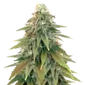thumb of Fat Bastard plant