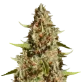 thumb of Fire OG Plant