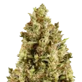 thumb of Forbidden Fruit Plant