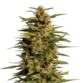 thumb of Fruity Pebbles plant
