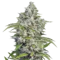 thumb of Future #1 Plant