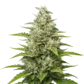 thumb of Future #1 Auto Plant
