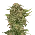 thumb of G13 plant