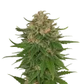 thumb of G13 Auto Plant