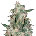 thumb of Gary Payton Plant