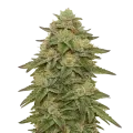 thumb of Gelato Auto Plant