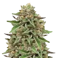 thumb of Gelato plant