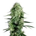 thumb of Ghost Train Haze plant
