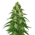 thumb of Girl Scout Cookies Auto Plant