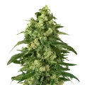 thumb of Girl Scout Cookies plant