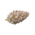 thumb of Glitter Bomb Cannabis Bud