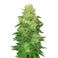 thumb of Plante de Glookies Auto