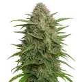 thumb of GMO Cookies Auto Plant