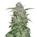 thumb of GMO Cookies plant