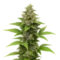 thumb of Godfather OG Auto Plant