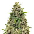 thumb of Godfather OG plant
