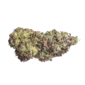 thumb of Gods Gift Bud