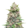 thumb of Gods Gift Plant