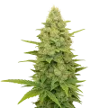 thumb of Plante de Gold Leaf Auto