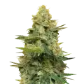 thumb of Gold Leaf plant