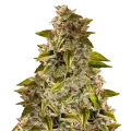 thumb of Golden Goat Plant