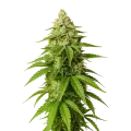 thumb of Gorilla Glue Auto Plant