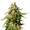 thumb of Gorilla Glue plant