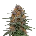 thumb of Granddaddy Purple Auto Plant