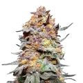 thumb of Granddaddy Purple plant