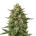 thumb of Grape Ape Auto Plant