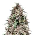 thumb of grease monkey plant