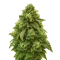 thumb of Green Crack Auto Pflanze