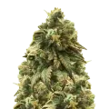 thumb of Green Crack plant