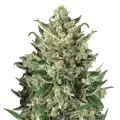 thumb of Green Poison Plant