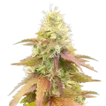 thumb of Gumbo-Cannabispflanze