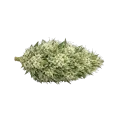 thumb of Gush Mints Autoflower Cannabis Bud