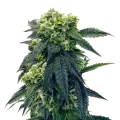 thumb of Gush Mints plant