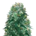thumb of Harlequin plant