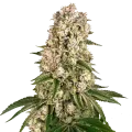 thumb of Hash Plant Plant