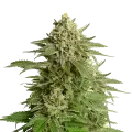 thumb of Haze plant